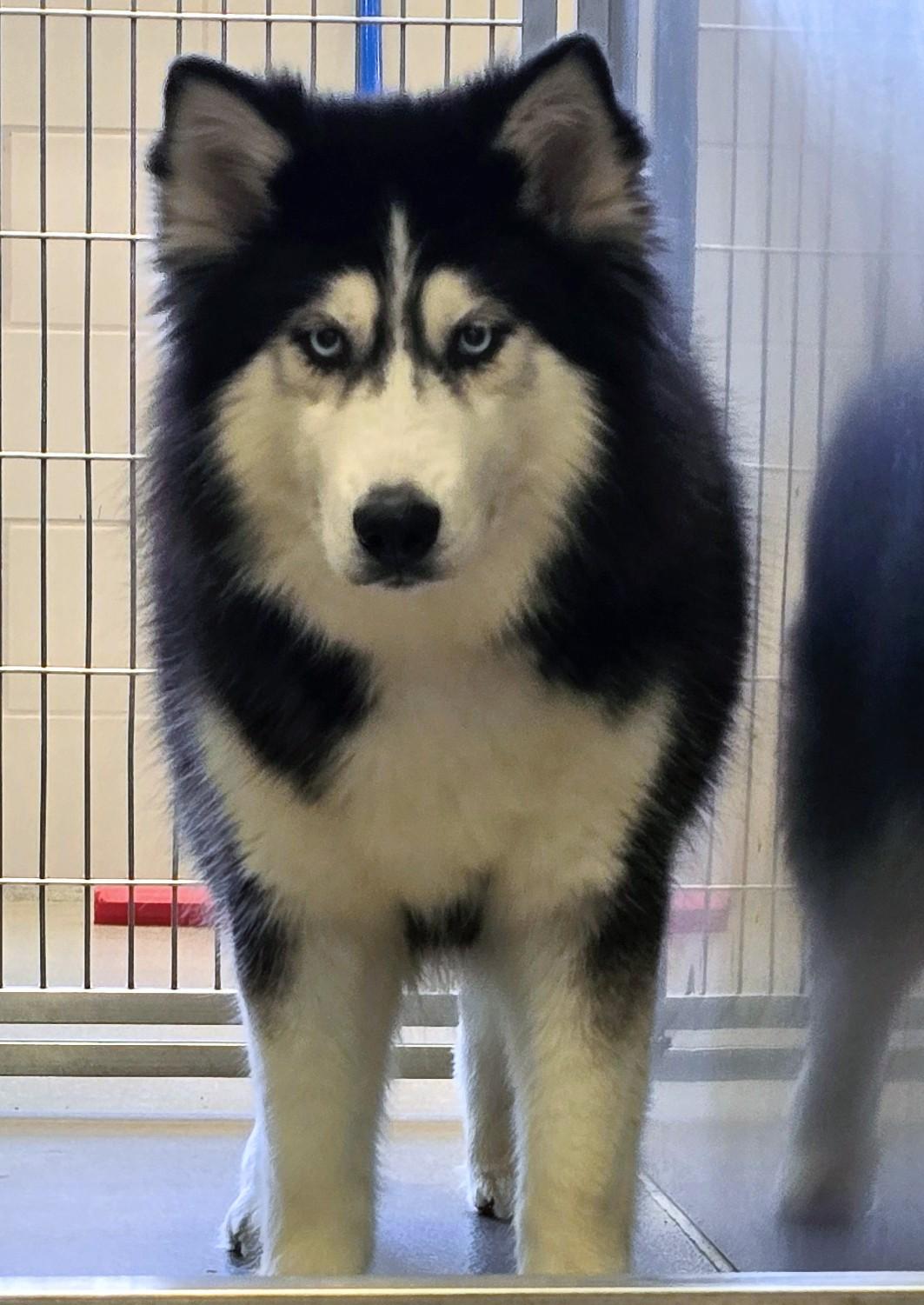 Siberian Huskies for Adoption in South Farmingdale, New York