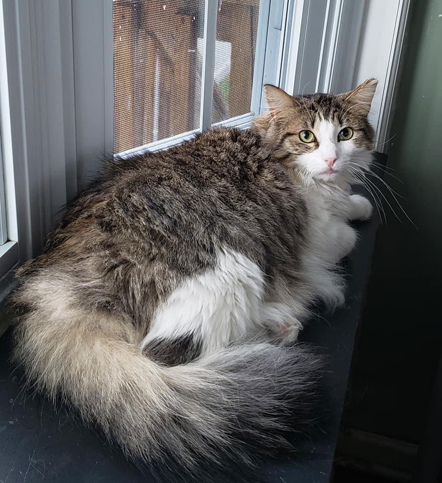 Dexter, a Adoptable Domestic Long Hair in Penndel, PA image 1/3