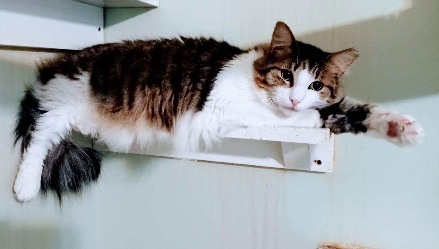 Dexter, a Adoptable Domestic Long Hair in Penndel, PA image 3/3