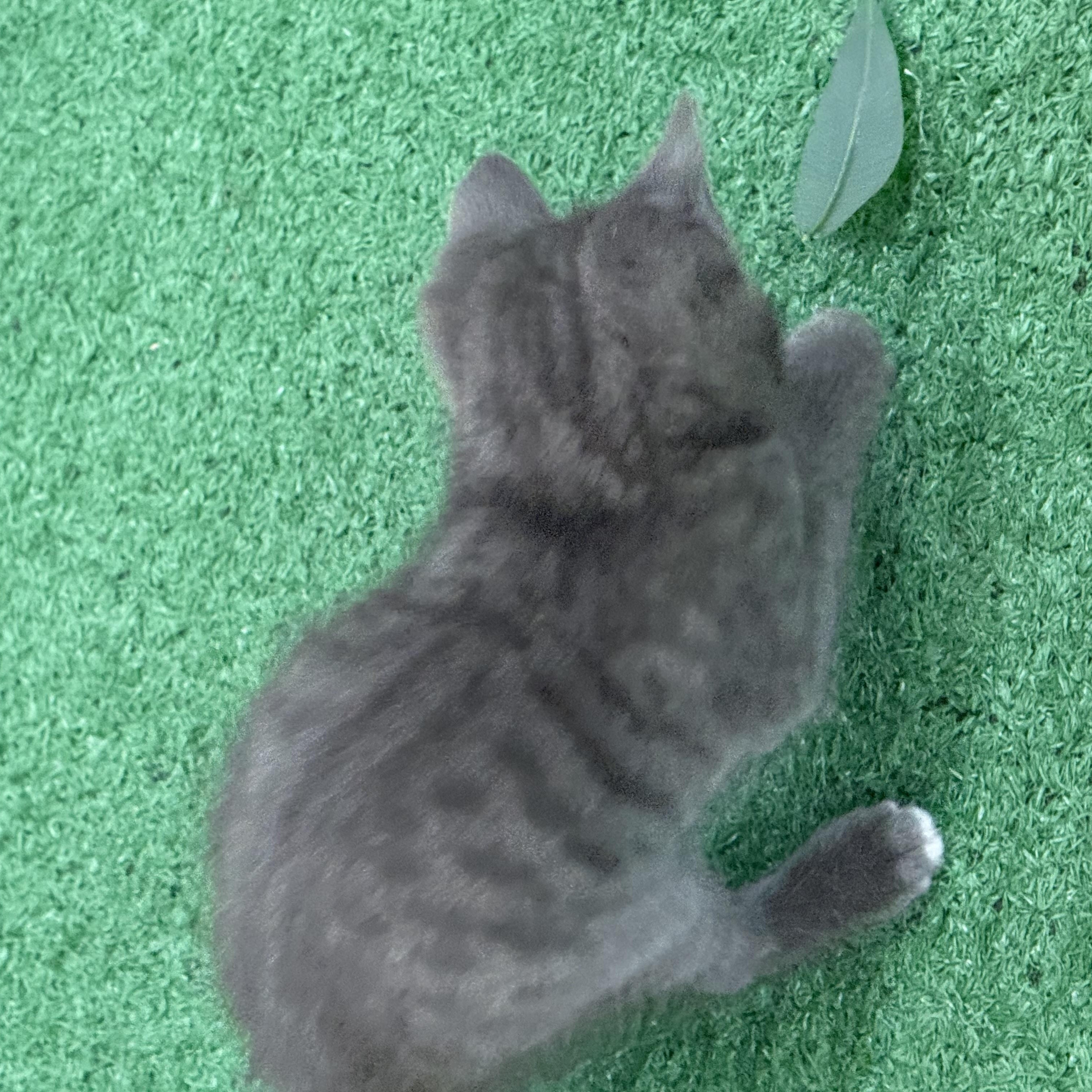 Enlarge Squench, a Adopted Domestic Short Hair in Lebanon, KY image 4/4