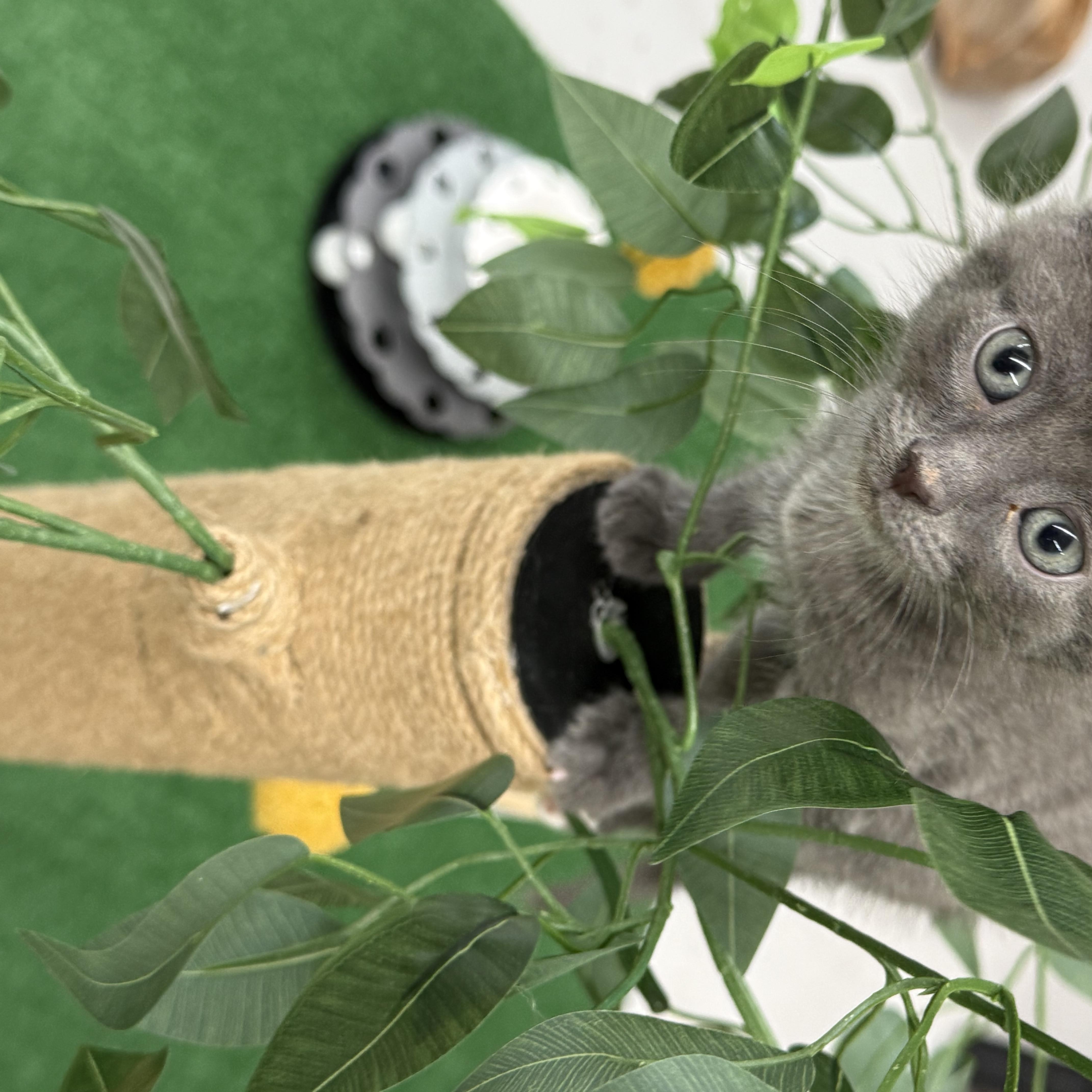 Enlarge Squench, a Adopted Domestic Short Hair in Lebanon, KY image 2/4