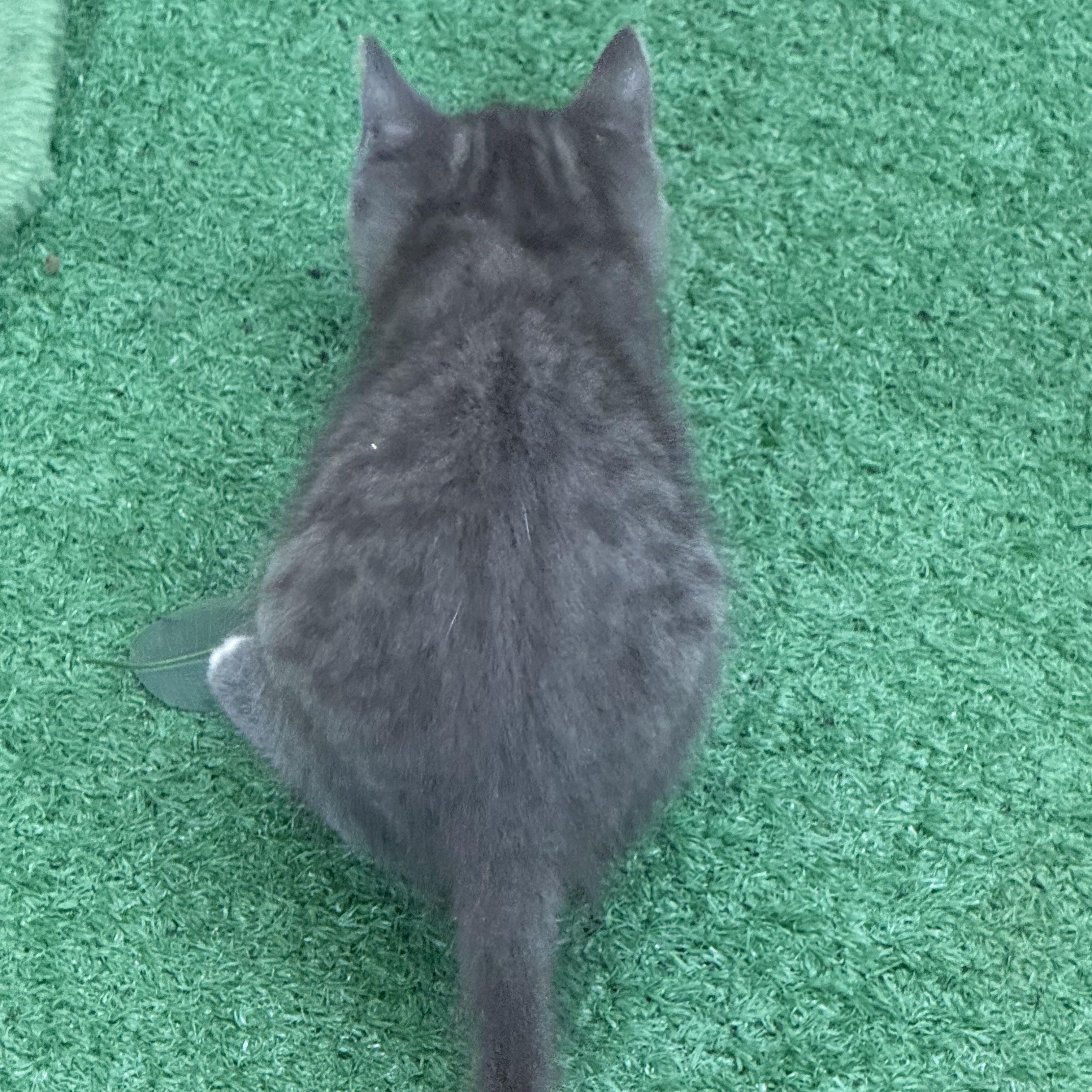 Enlarge Squench, a Adopted Domestic Short Hair in Lebanon, KY image 3/4