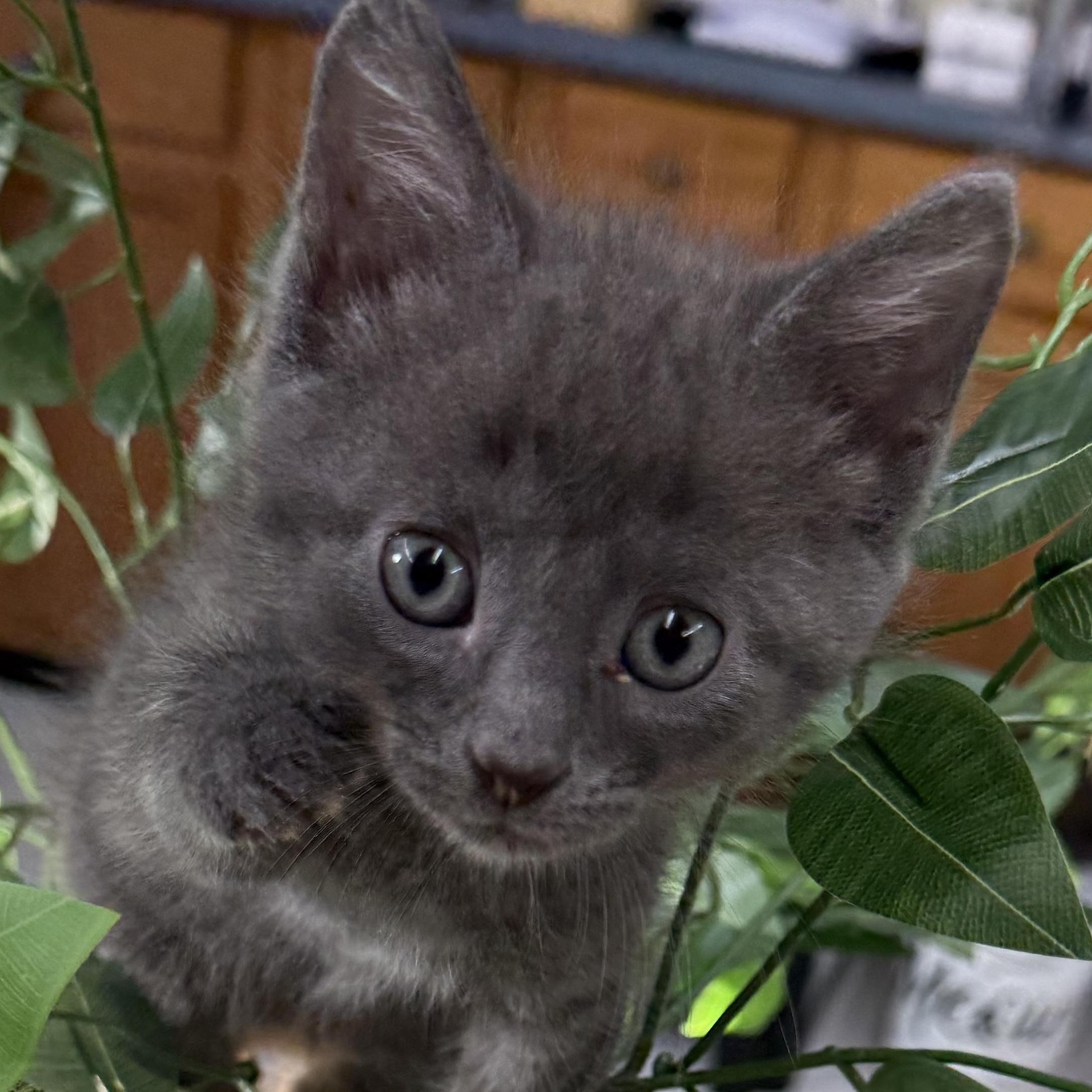 Squench, Adopted, Kitten Male Domestic Short Hair.