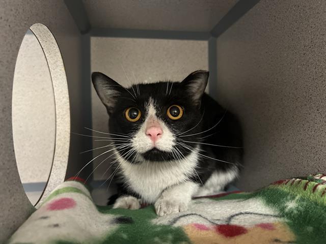 RUBY, Adoptable, Young Female Domestic Short Hair.