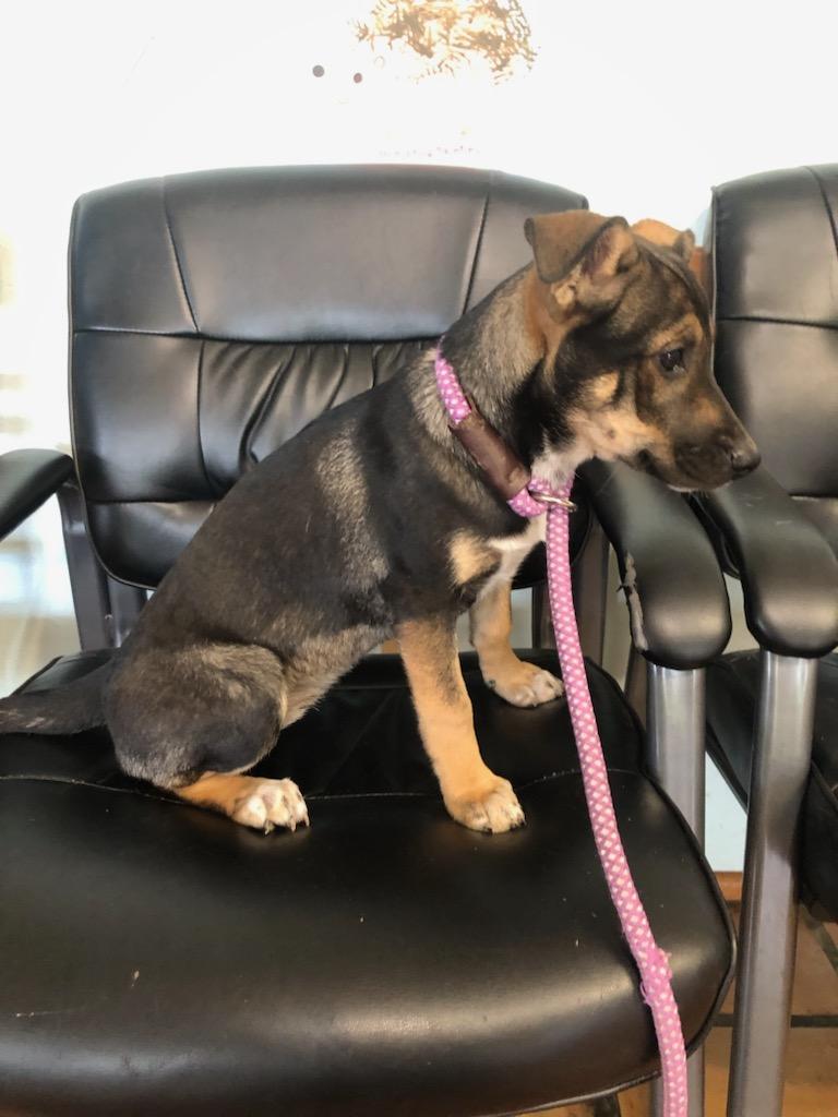 Enlarge Ariel, an adopted mixed breed in Saybrook, CT, CT image 2/4