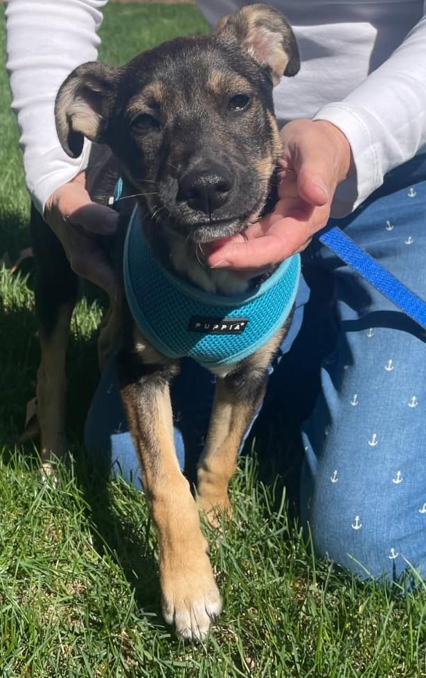 Enlarge Ariel, an adopted mixed breed in Saybrook, CT, CT image 4/4