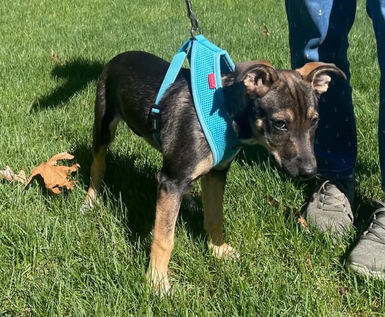Ariel, adopted, Puppy Female Shepherd & Schnauzer.