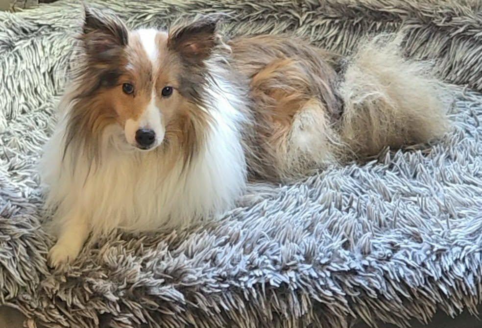 Rocky, Adoptable, Adult Male Shetland Sheepdog / Sheltie.