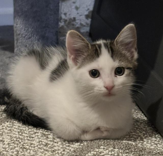 Enlarge Paxton, a Adoptable mixed breed in Minneapolis, MN image 2/3
