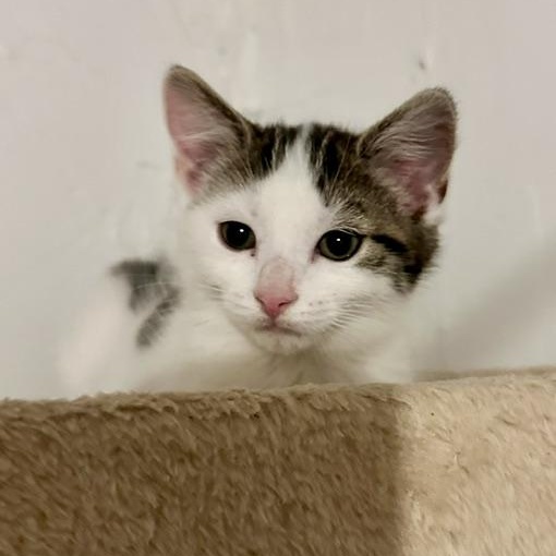 Enlarge Paxton, a Adoptable mixed breed in Minneapolis, MN image 1/3