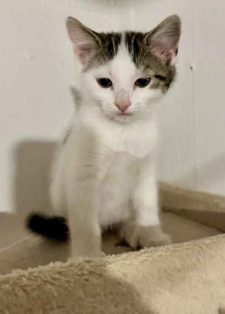 Enlarge Paxton, a Adoptable mixed breed in Minneapolis, MN image 3/3