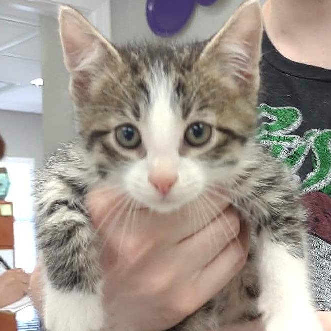Zephyr, Adoptable, Kitten Male Domestic Short Hair.