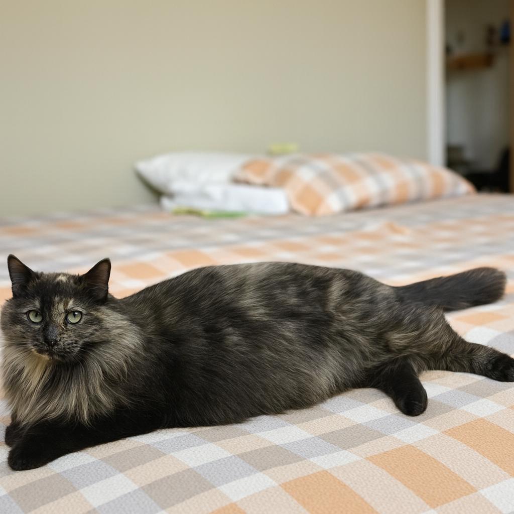 Charlotte–Gentle Queen Kitty Looking for a Calm Home