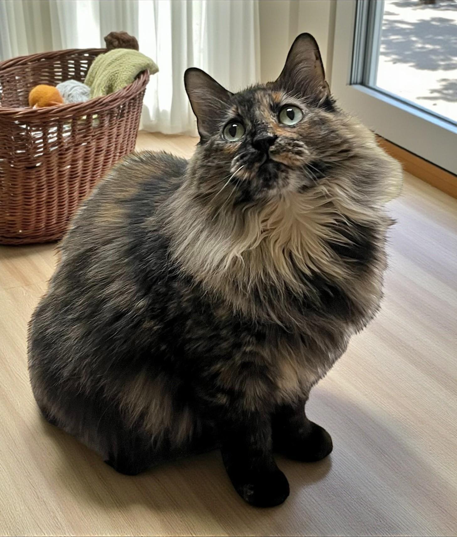 Charlotte–Gentle Queen Kitty Looking for a Calm Home