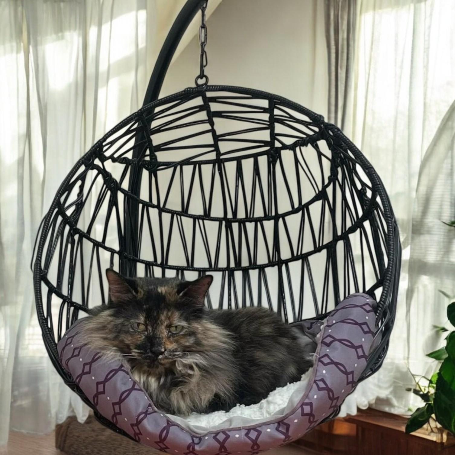 Charlotte–Gentle Queen Kitty Looking for a Calm Home