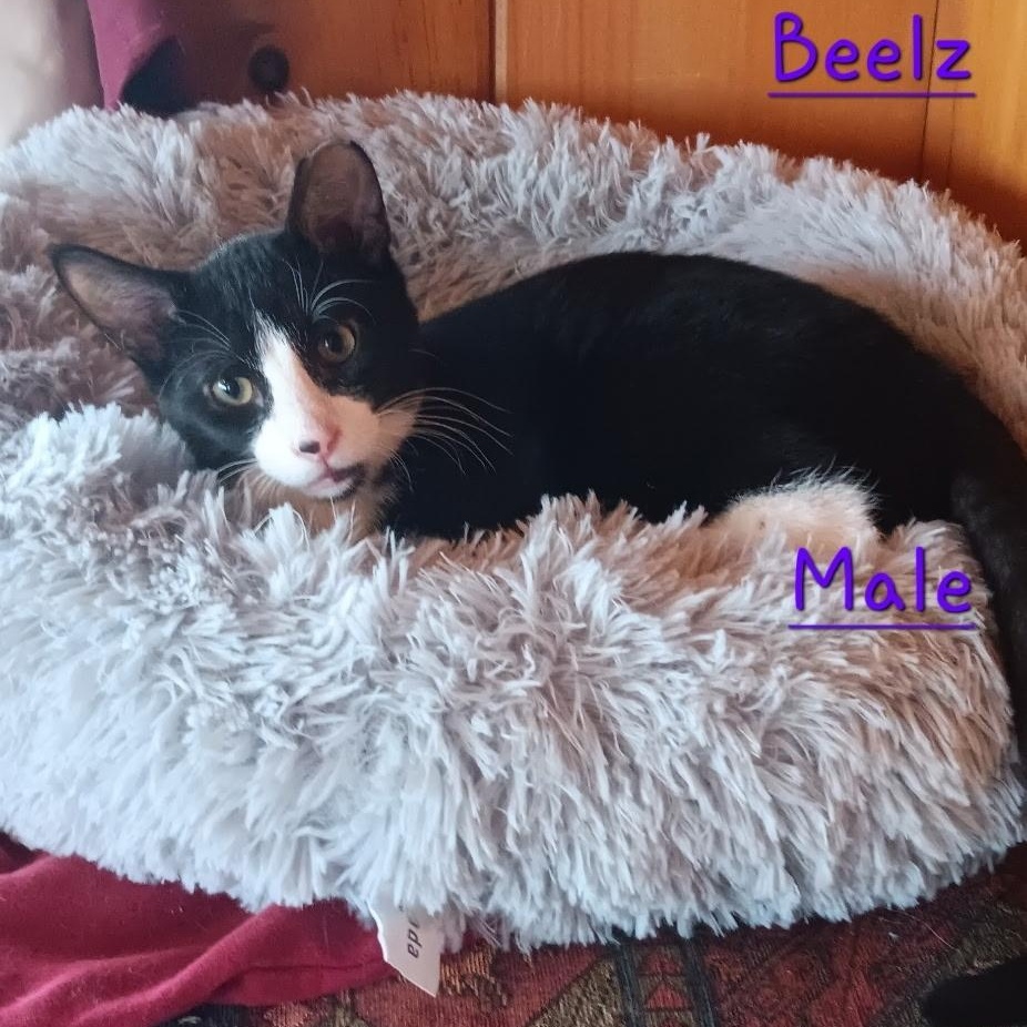 Beelz, Adoptable, Kitten Male Domestic Short Hair.