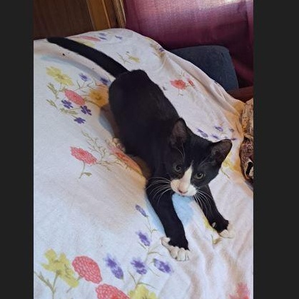 Enlarge Beelz, a Adoptable Domestic Short Hair in Menasha, WI image 1/3