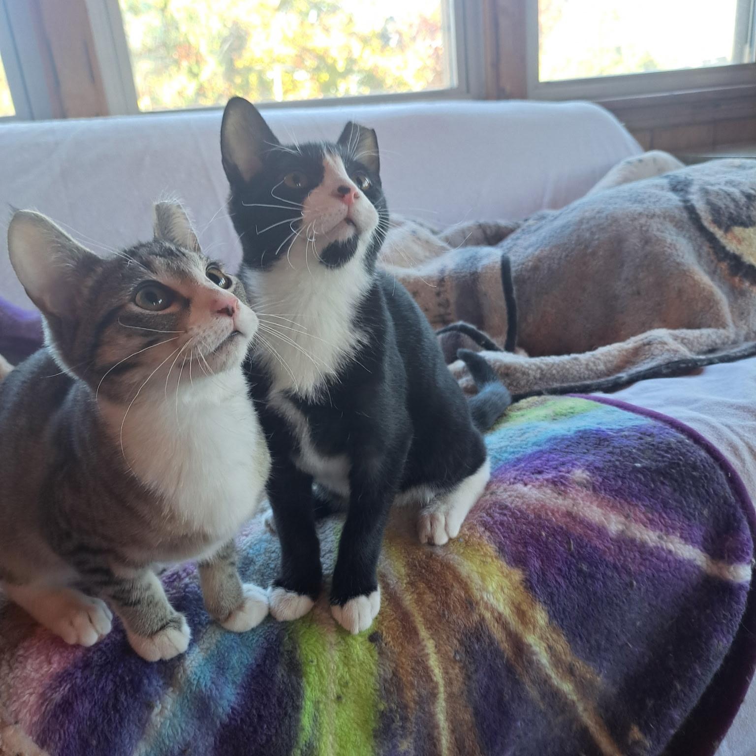 Beelz, Adoptable, Kitten Male Domestic Short Hair.