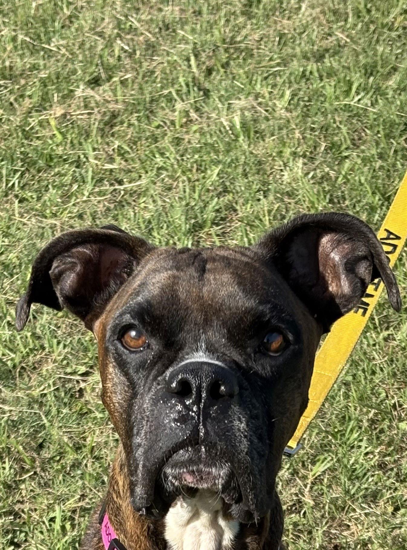 Enlarge BELINDA, a Adoptable Boxer in Katy, TX image 1/3