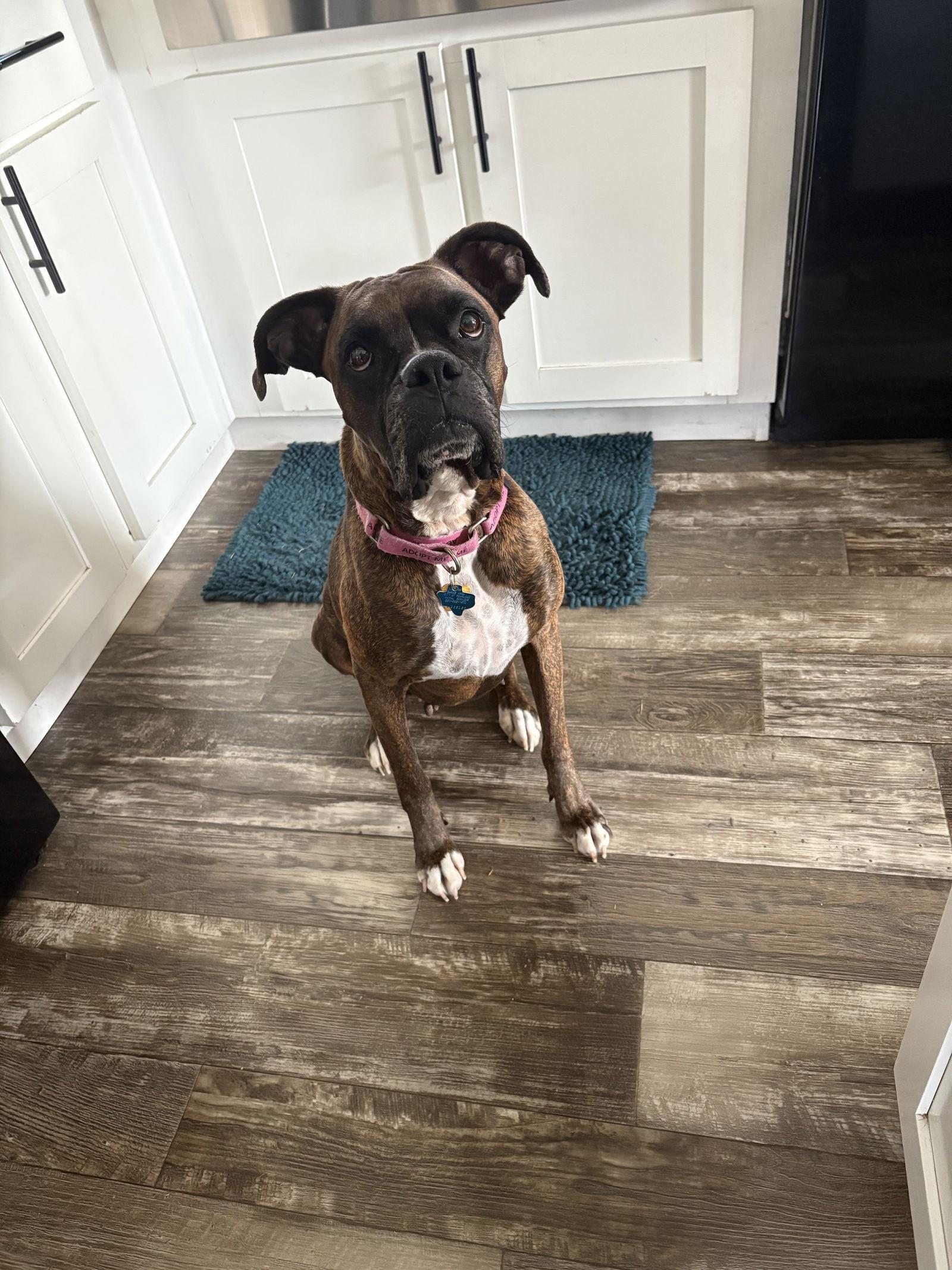 Enlarge BELINDA, a Adoptable Boxer in Katy, TX image 2/3