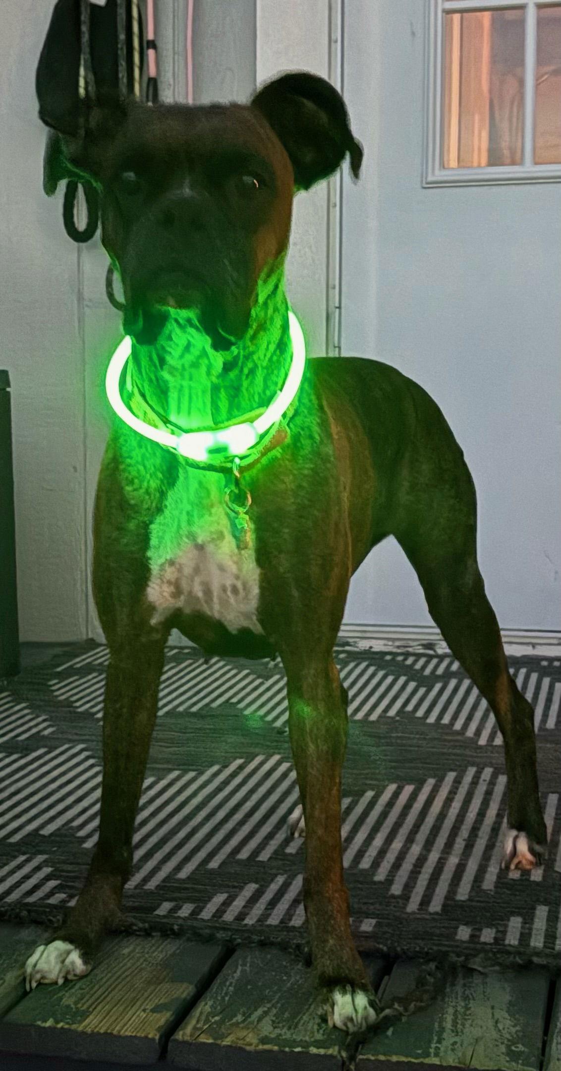 Enlarge BELINDA, a Adoptable Boxer in Katy, TX image 3/3