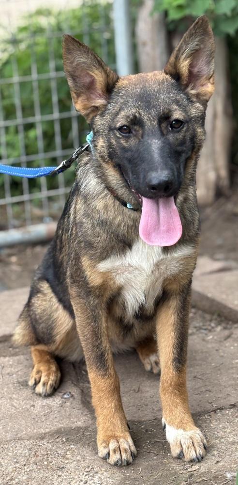 Revlon, Adoptable, Young Female Labrador Retriever & Shepherd.