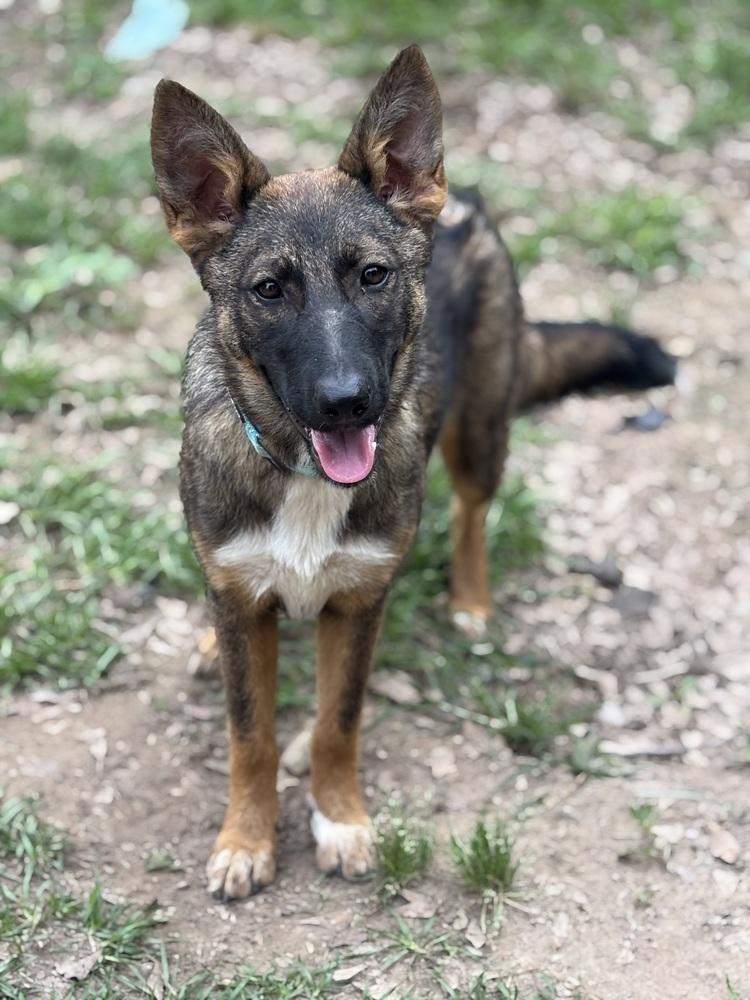 Enlarge Revlon, a Adoptable mixed breed in Brookshire, TX image 2/3
