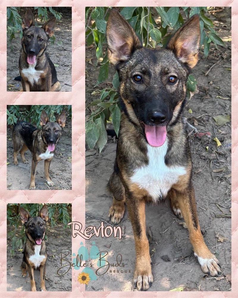 Enlarge Revlon, a Adoptable mixed breed in Brookshire, TX image 3/3