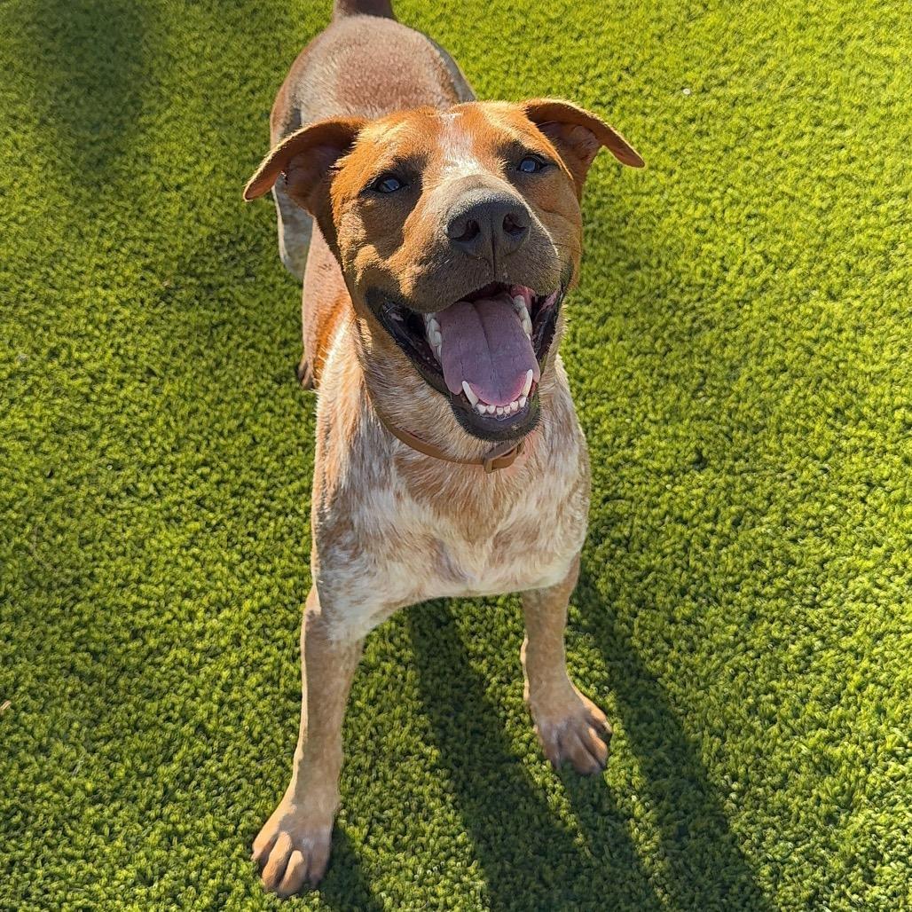 Rusty Brown, Adoptable, Adult Male Cattle Dog & English Coonhound.