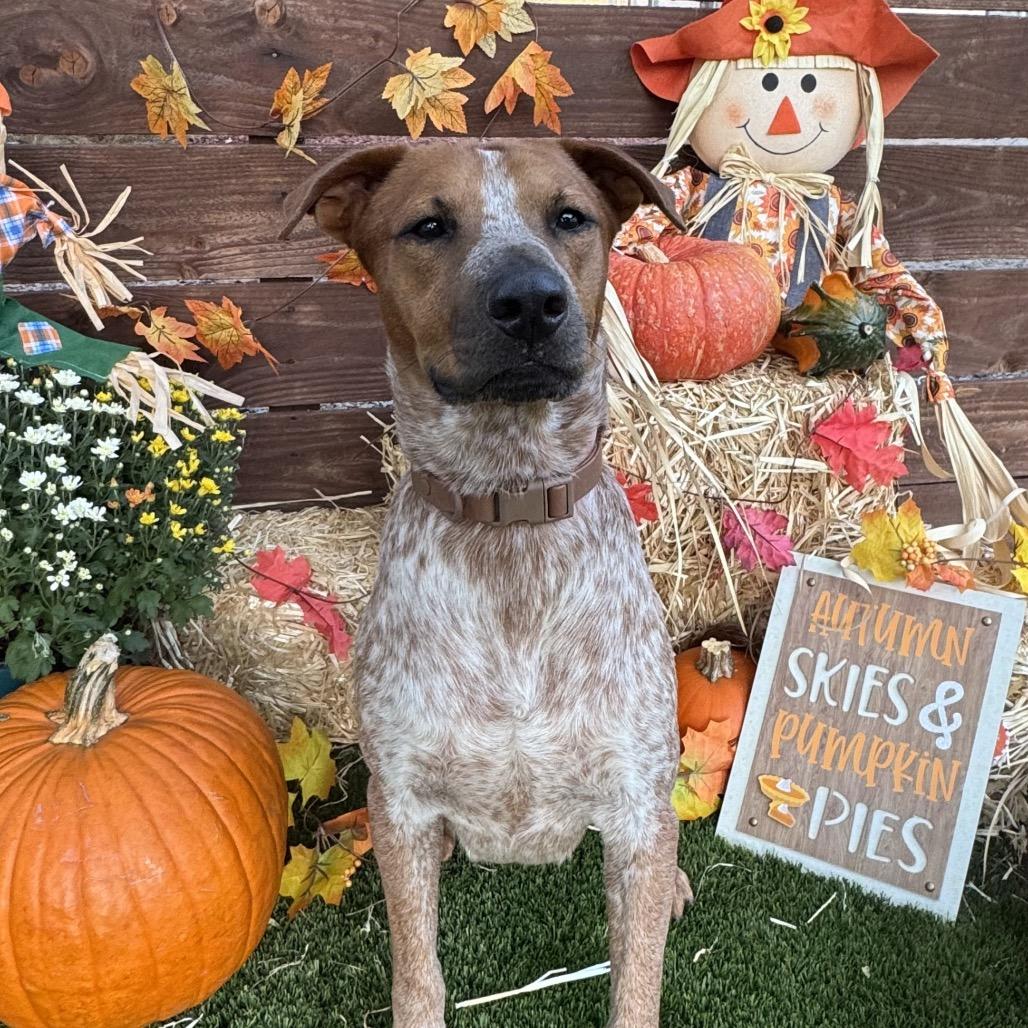 Rusty Brown, a Adoptable mixed breed in San Diego, CA image 2/5