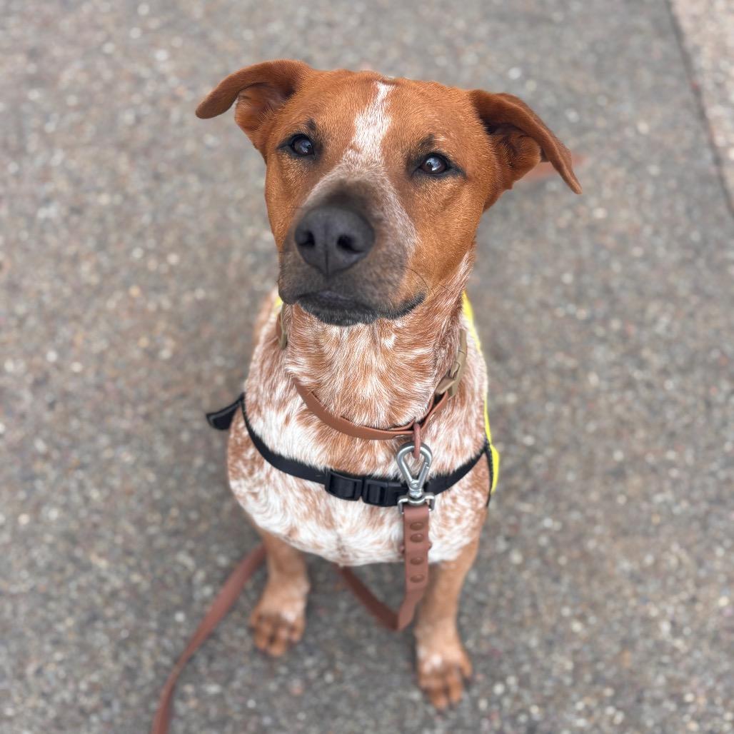 Rusty Brown, a Adoptable mixed breed in San Diego, CA image 3/5