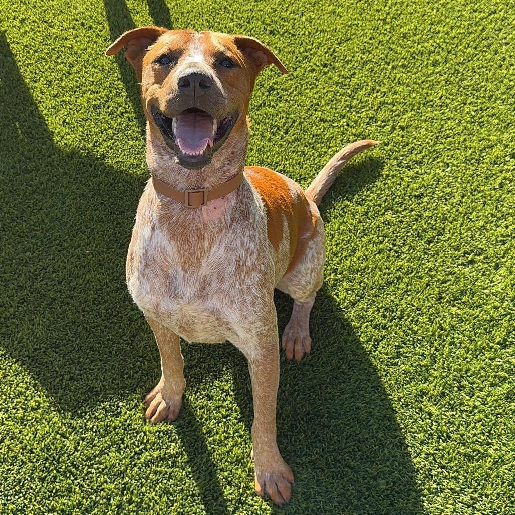 Rusty Brown, a Adoptable mixed breed in San Diego, CA image 4/5