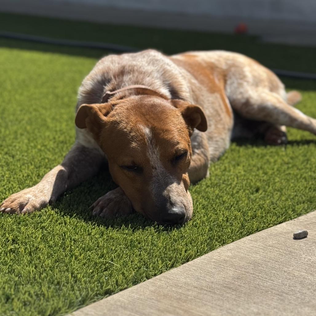 Rusty Brown, a Adoptable mixed breed in San Diego, CA image 5/5