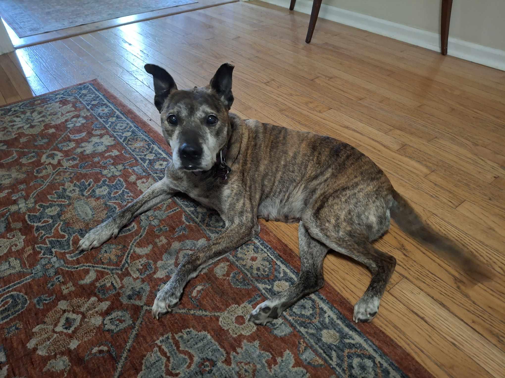 Enlarge Gretchen, a ADOPTABLE mixed breed in Mount Holly, NJ image 3/6