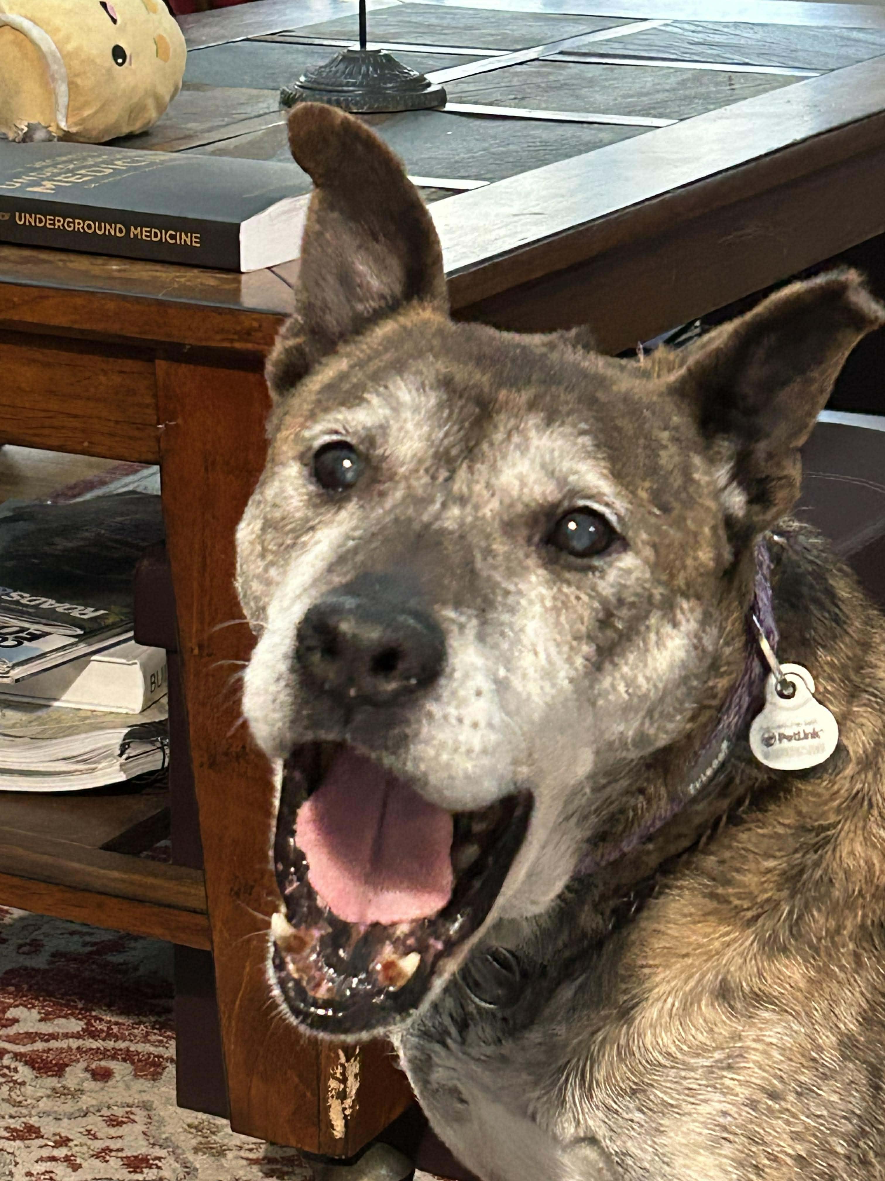 Enlarge Gretchen, a ADOPTABLE mixed breed in Mount Holly, NJ image 4/6