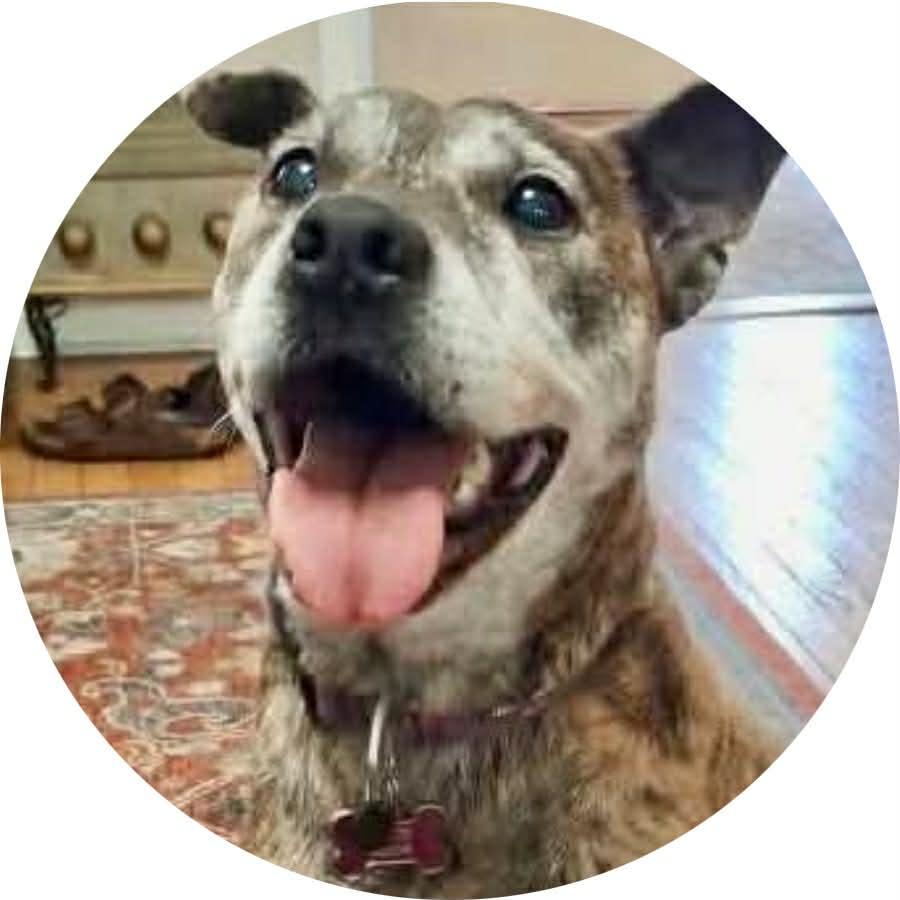 Enlarge Gretchen, a ADOPTABLE mixed breed in Mount Holly, NJ image 1/6