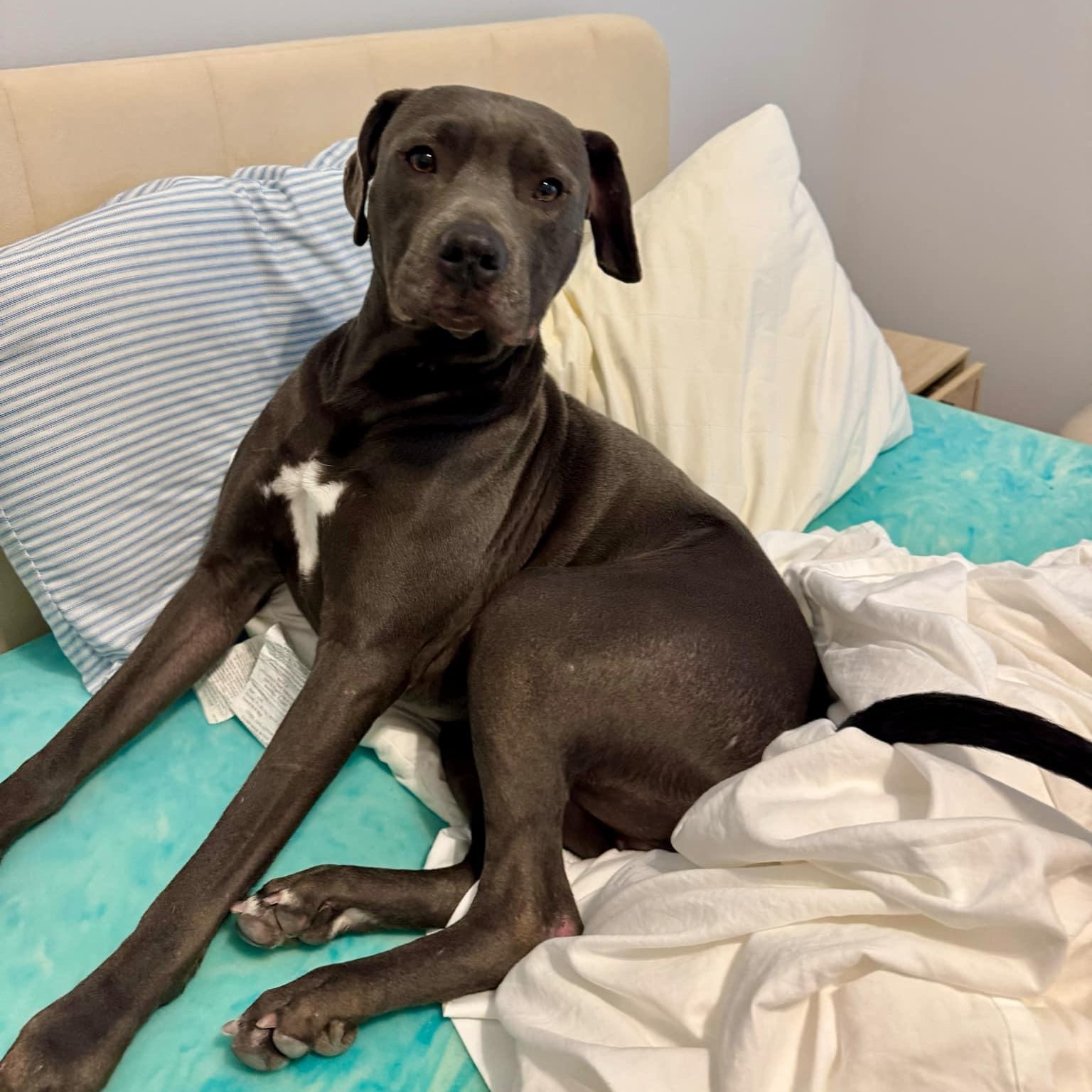 Azalea, Adult Female Mixed Breed