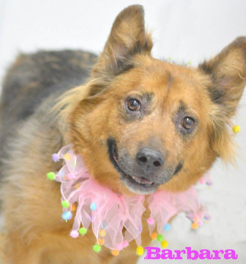 Barbara, Adoptable, Senior Female Shepherd.