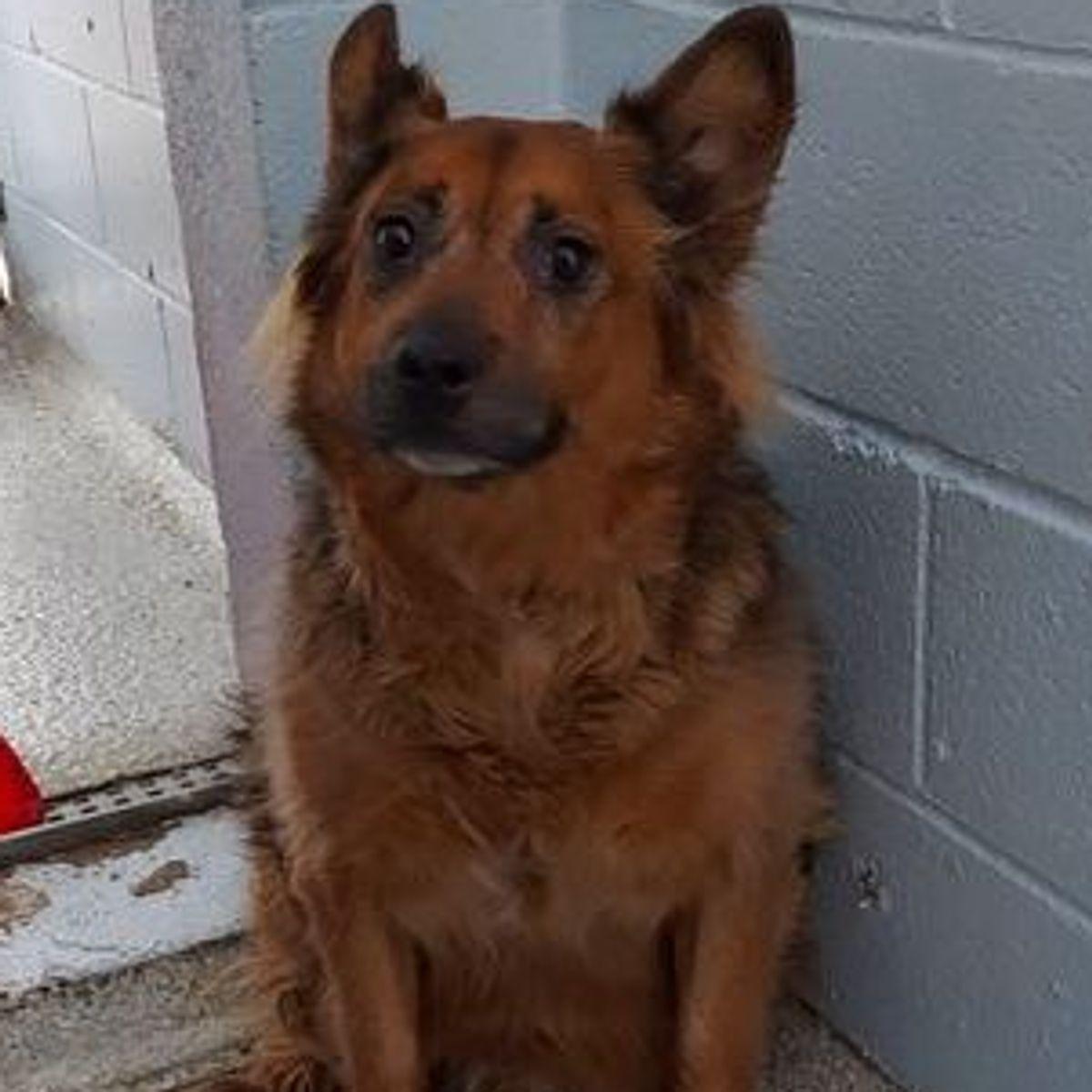 Enlarge Barbara, a Adoptable Shepherd in Lake Havasu City, AZ image 2/2