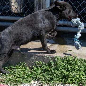 Enlarge Waffles, an adopted mixed breed in Mayetta, KS image 2/4