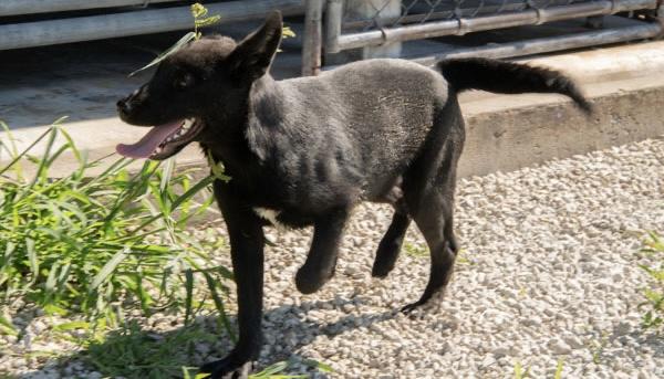 Waffles, adopted, Puppy Male German Shepherd Dog.