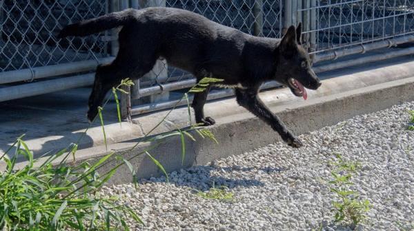 Enlarge Waffles, an adopted mixed breed in Mayetta, KS image 4/4