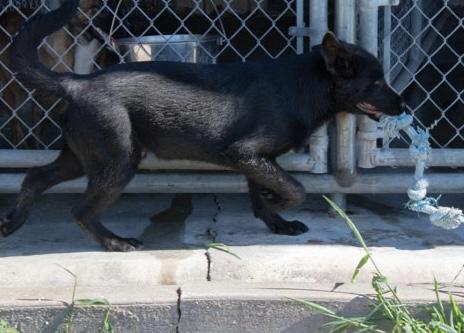 Enlarge Waffles, an adopted mixed breed in Mayetta, KS image 3/4
