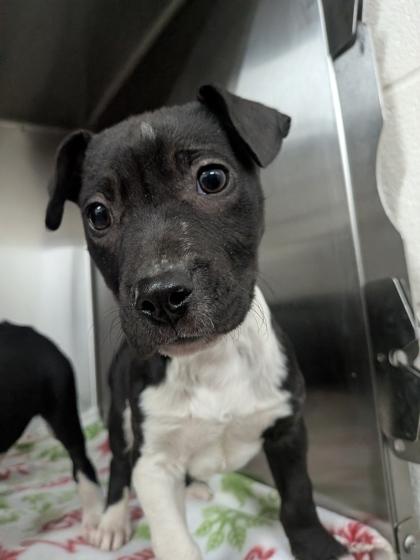 Jack, Adoptable, Puppy Male Mixed Breed & Mixed Breed.
