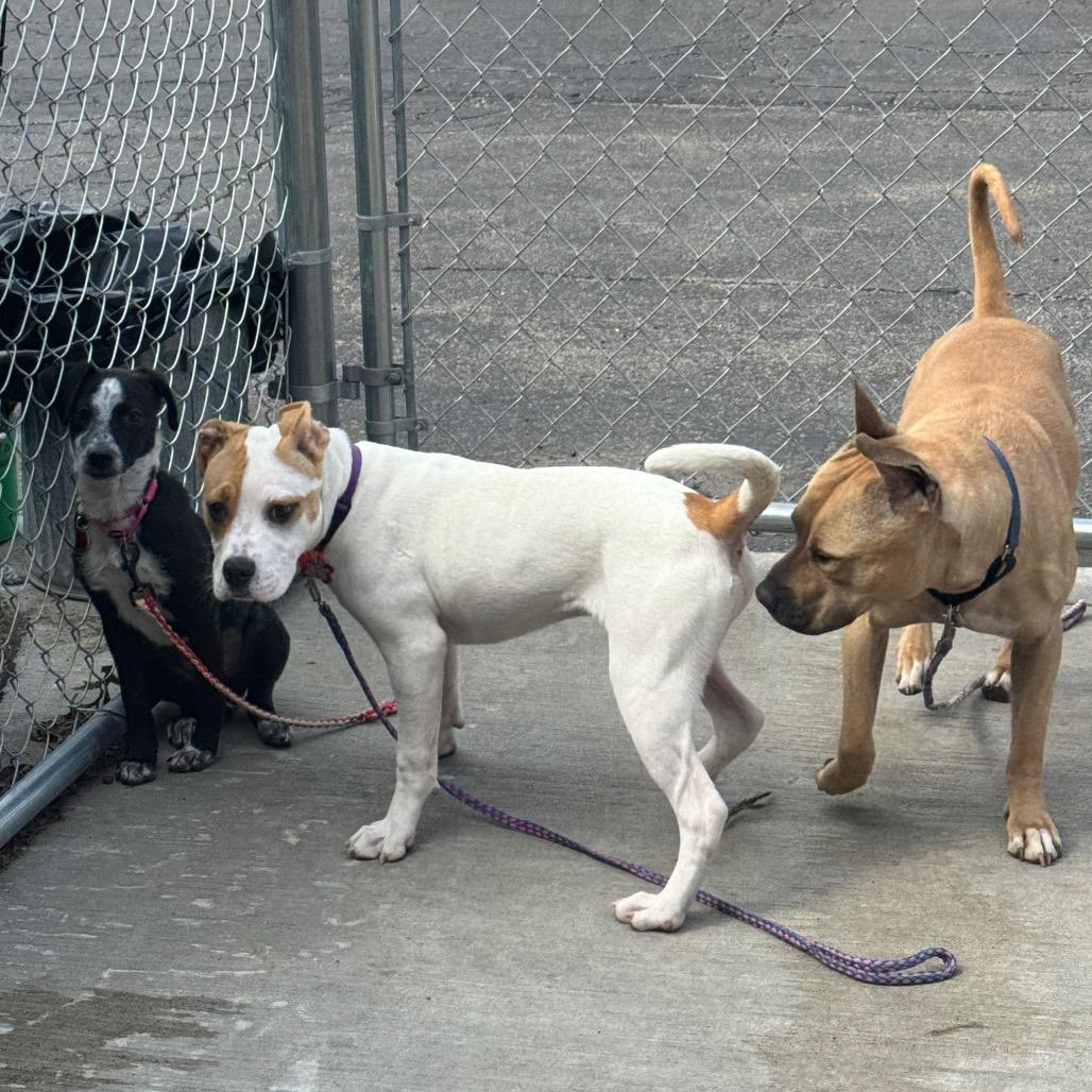 Karma, a Adoptable Mixed Breed in Wheeling, IL image 1/6