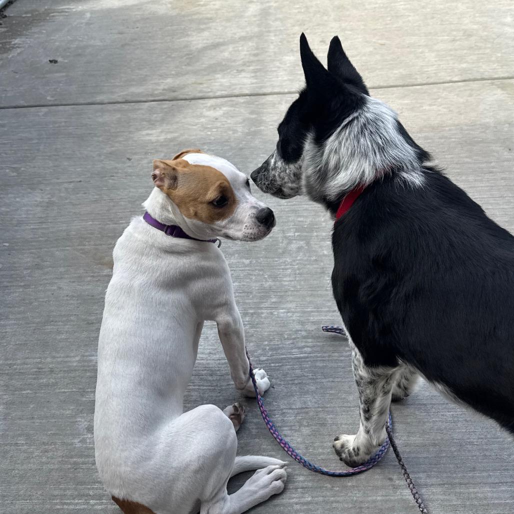 Karma, a Adoptable Mixed Breed in Wheeling, IL image 3/6