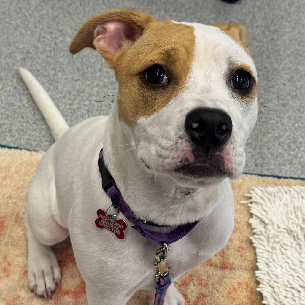 Karma, Adoptable, Young Female Mixed Breed.