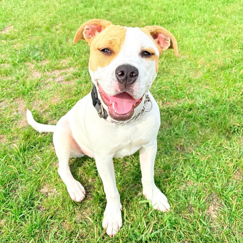 Karma, a Adoptable Mixed Breed in Wheeling, IL image 4/6