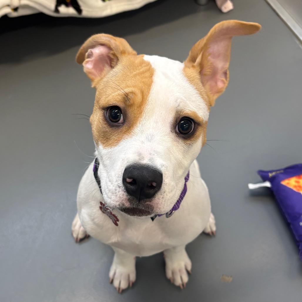 Enlarge Karma, a Adoptable Mixed Breed in Wheeling, IL image 2/6