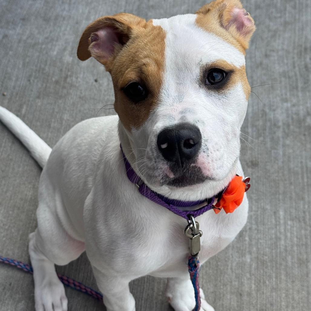 Enlarge Karma, a Adoptable Mixed Breed in Wheeling, IL image 3/6